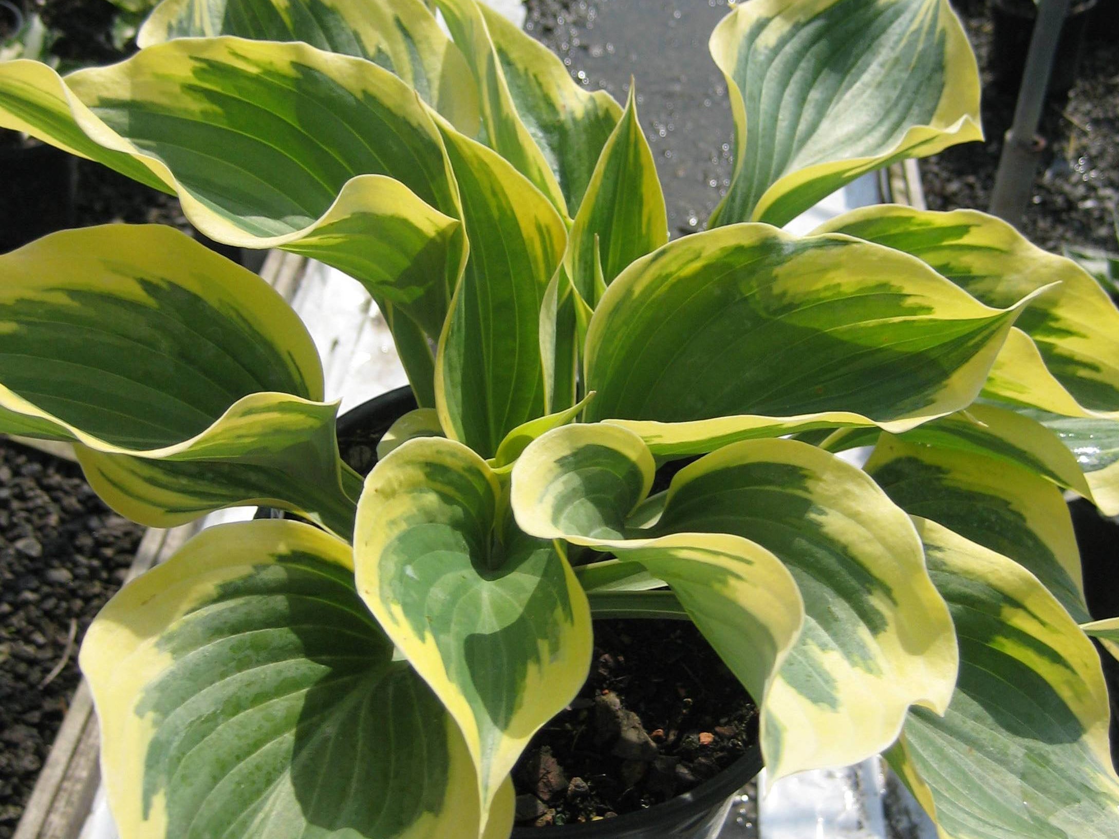 Liberty Plantain Lily (Hosta liberty) - 1 gallon