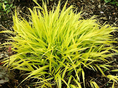 Japanese Forest Grass (Hakonechloa macra 'All Gold') - 1 gallon