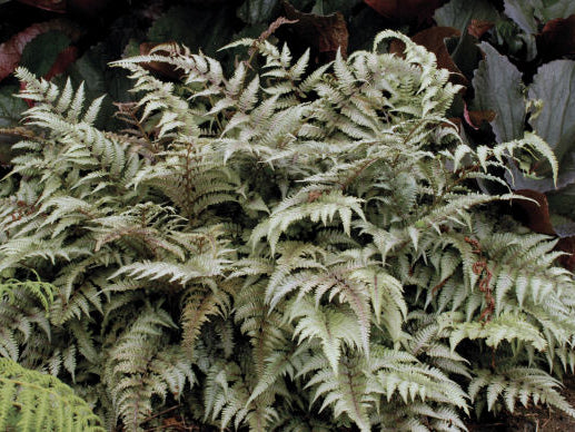 Japanese Painted Fern (Athyrium nipponicum 'Pictum') - 1 gallon