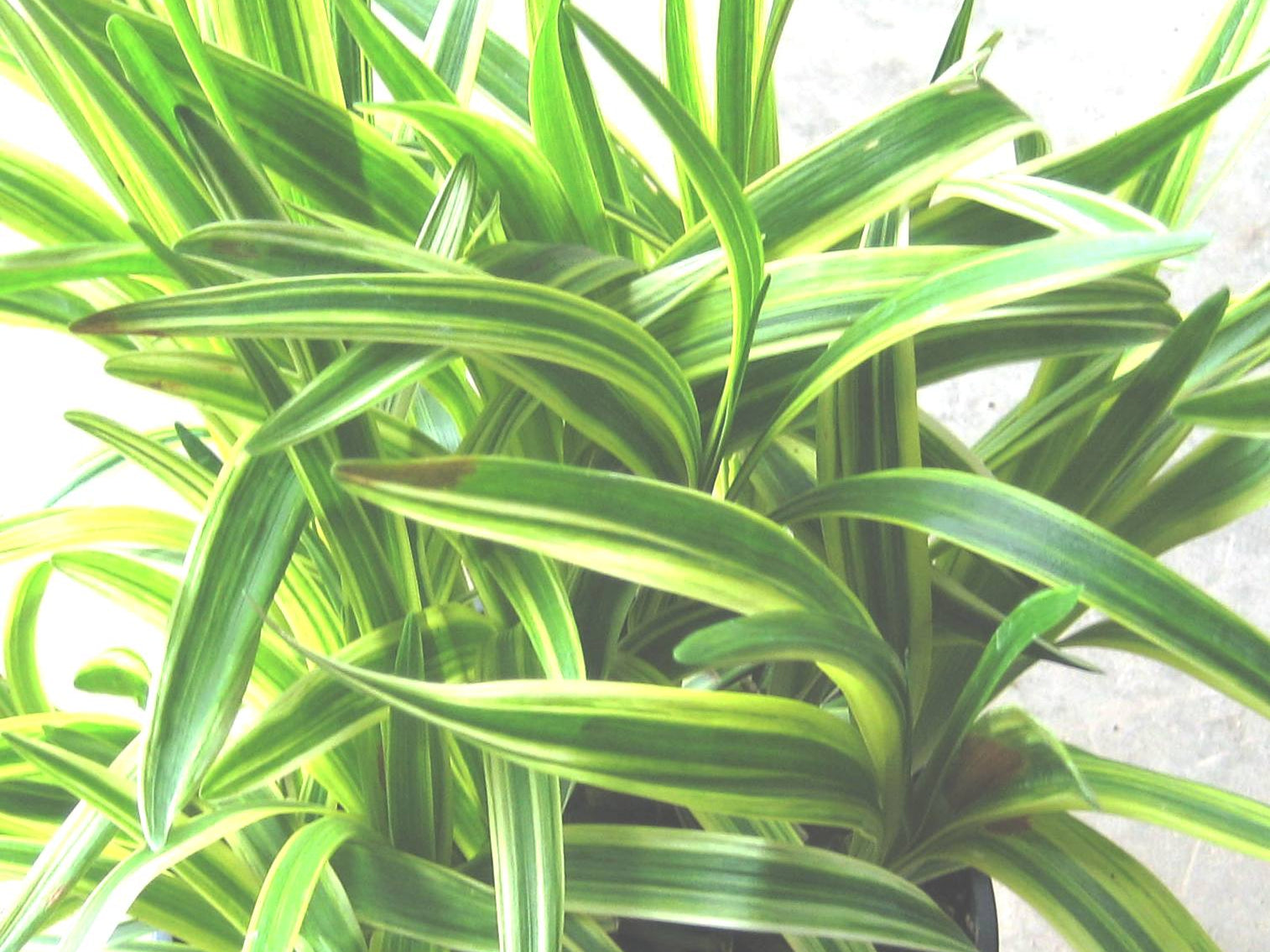 Silvery Sunproof Lily Turf (Liriope muscari 'Silvery Sunproof') - 1 gallon