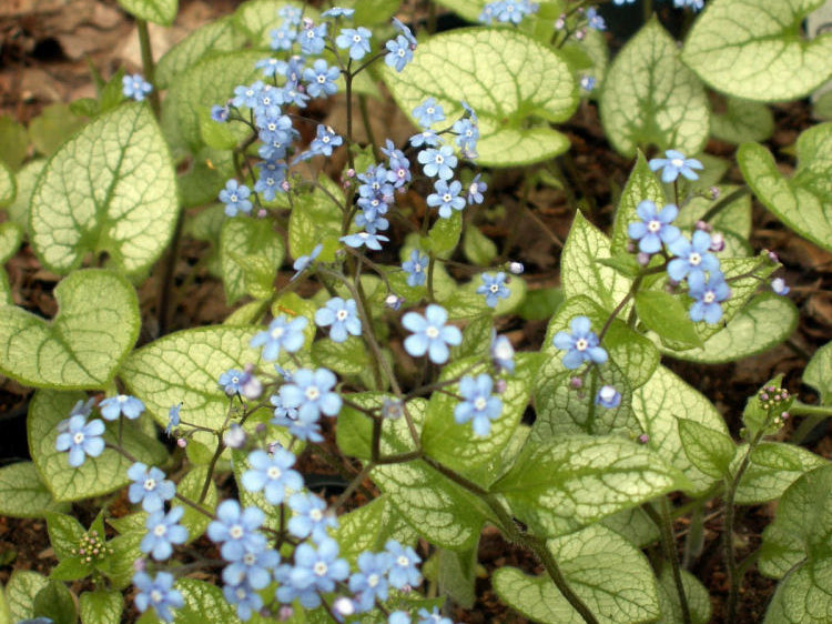 Jack Frost Siberian Bugloss (Brunnera macrophylla 'Jack Frost') - 1 gallon
