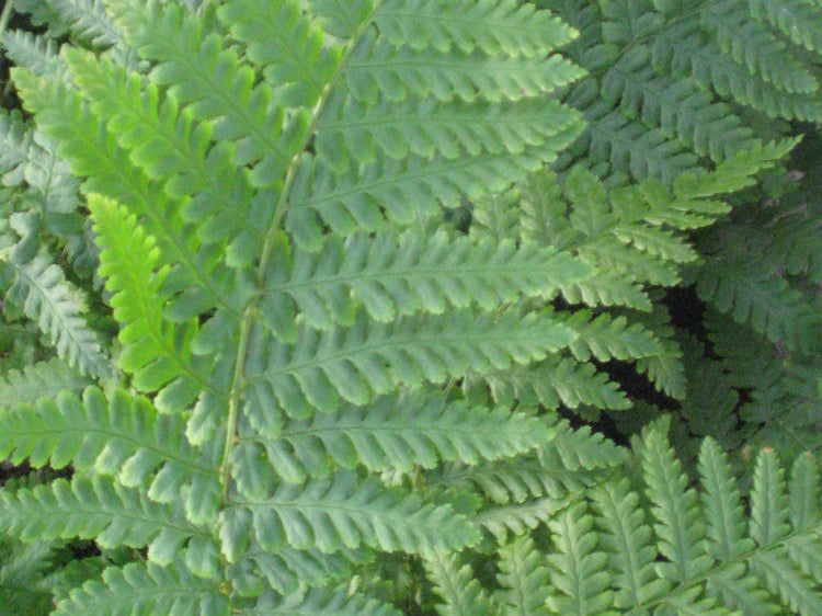 Ostrich Fern (Matteuccia struthiopteris 'Ostrich') - 1 gallon