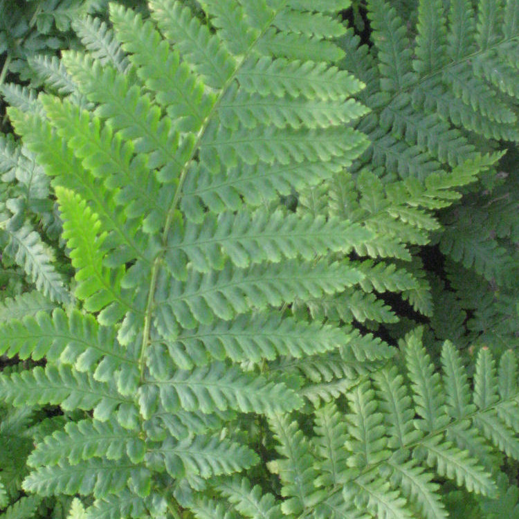 Ostrich Fern (Matteuccia struthiopteris 'Ostrich') - 1 gallon