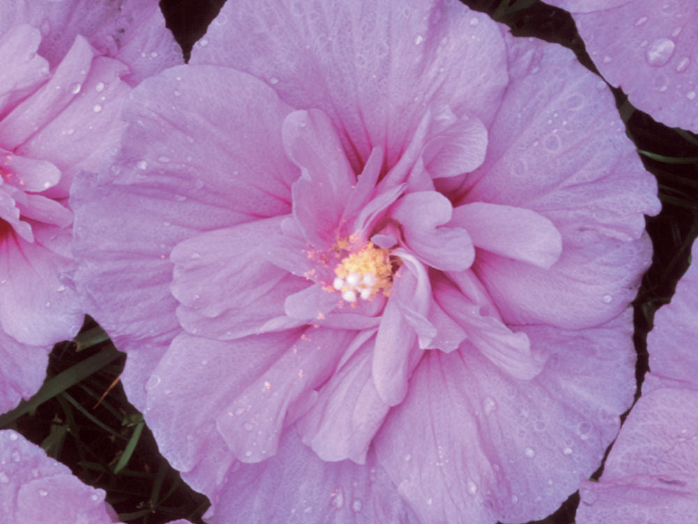 Lavender Chiffon® Rose of Sharon (Hibiscus syriacus 'Notwoodone') - 3 gallon 30"