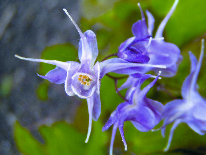 Lilafee Barrenwort (Epimedium grandiflorum 'Lilafee') - 1 gallon