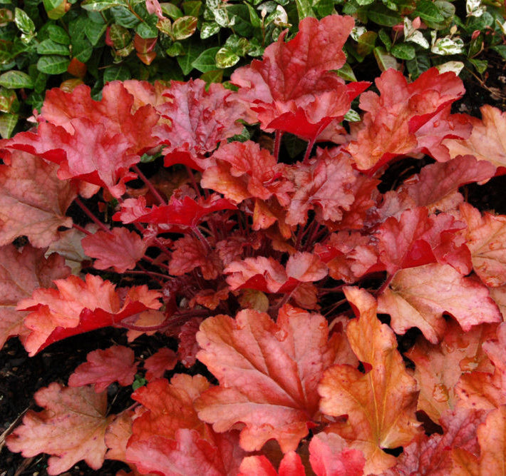 Peach Flambe Coral Bells (Heuchera 'Peach Peach Flambe') - 1 gallon