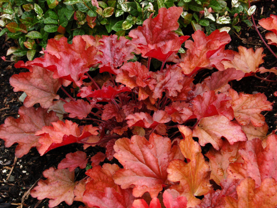 Peach Flambe Coral Bells (Heuchera 'Peach Peach Flambe') - 1 gallon