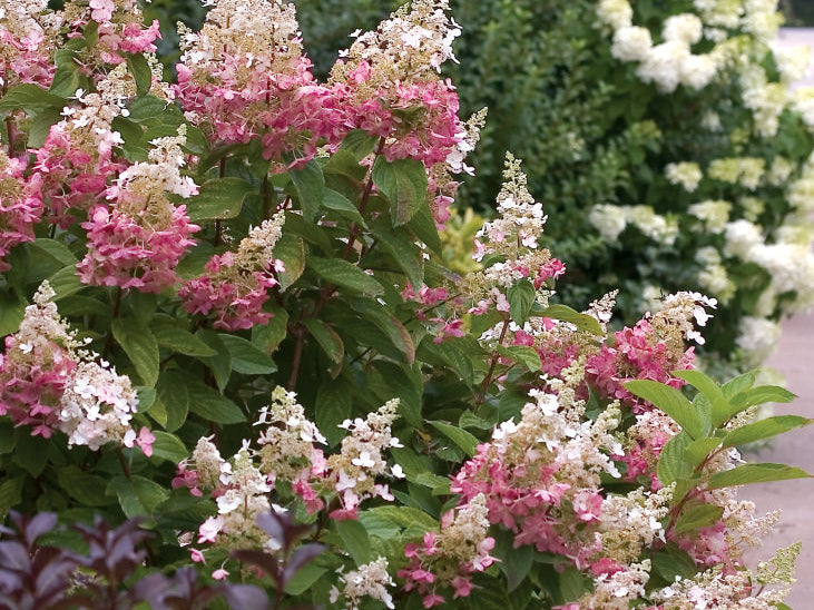 Pinky Winky® Panicle Hydrangea (Hydrangea paniculata 'DVPpinky') - 3 gallon