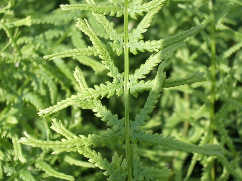 Lady Fern Dre's Dagger (Athyrium filix-femina 'Dre's Dagger') - 1 gallon