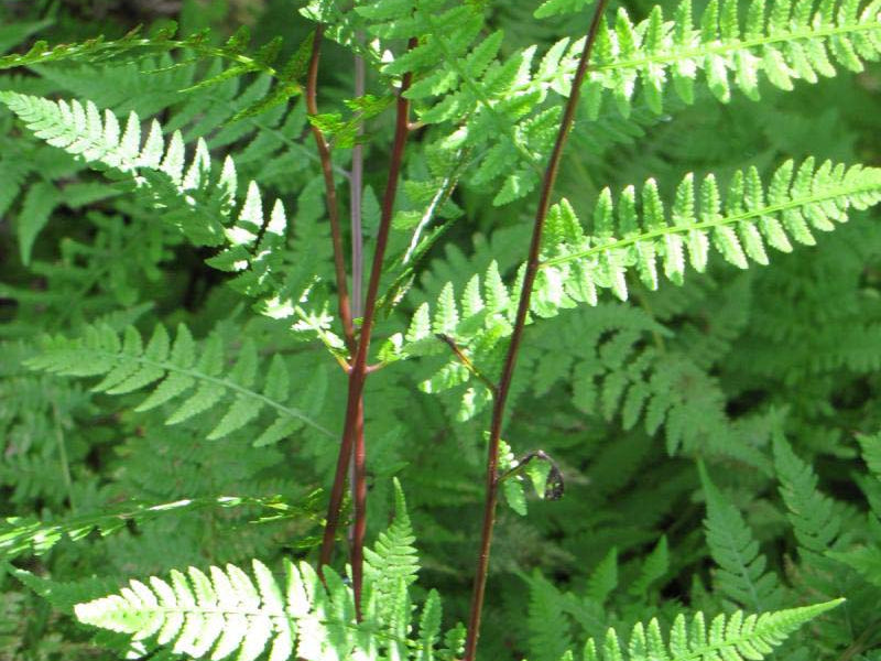 Lady In Red Lady Fern (Athyrium filix-femina 'Lady In Red') - 1 gallon