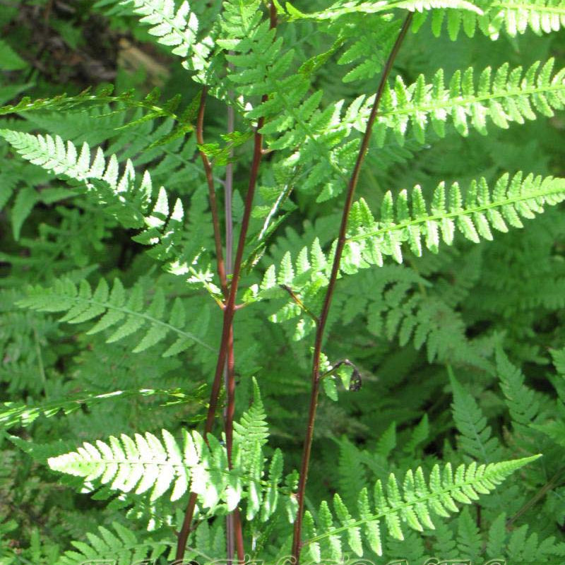 Lady In Red Lady Fern (Athyrium filix-femina 'Lady In Red') - 1 gallon