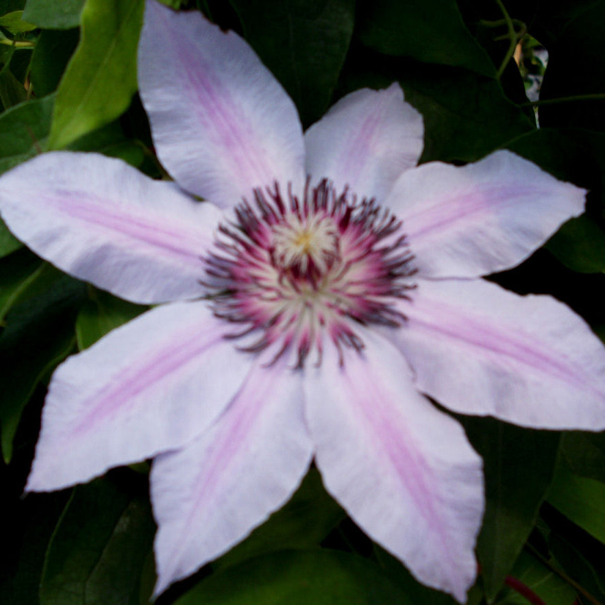 Nelly Moser Clematis (Clematis 'Nelly Moser') - 1 gallon