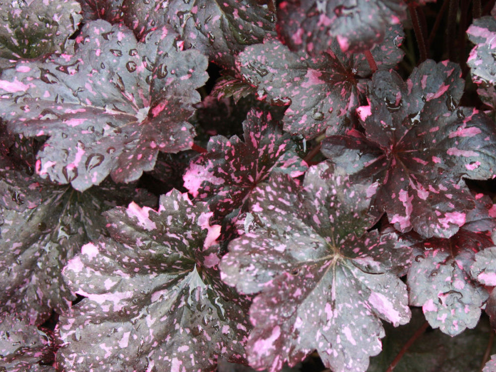 Midnight Rose Coral Bells (Heuchera midnight 'Midnight Rose') - 1 gallon