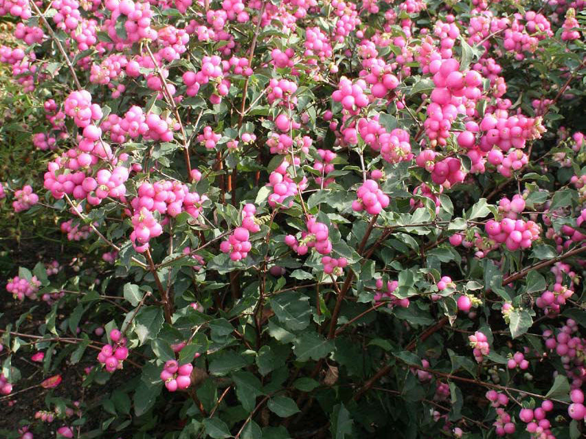 Magical® Galaxy Snowberry (Symphoricarpos 'Sweet Kolmagics') - 3 gallon 15"