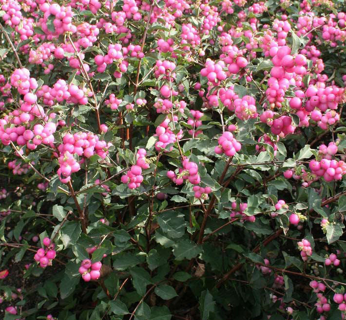 Magical® Galaxy Snowberry (Symphoricarpos 'Sweet Kolmagics') - 3 gallon 15"