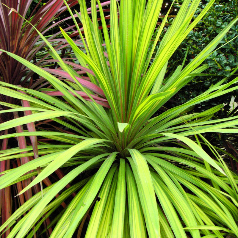Torbay Dazzler Cordyline (Cordyline australis 'Torbay Dazzler') - 1 gallon