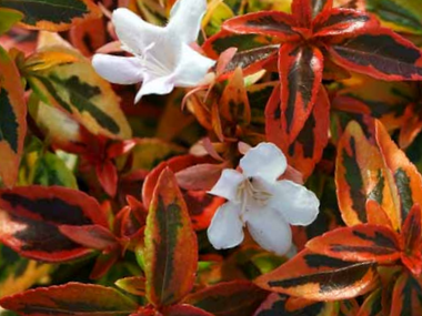 Kaleidoscope Abelia (Abelia kaleidoscope) - 2 gallon 12"