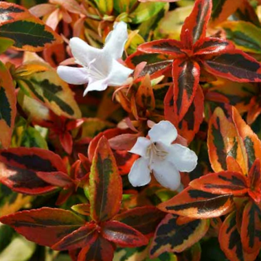 Kaleidoscope Abelia (Abelia kaleidoscope) - 2 gallon 12"