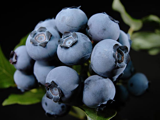 Northland Northern Highbush Blueberry (Vaccinium northland 'Northland') - 1 gallon