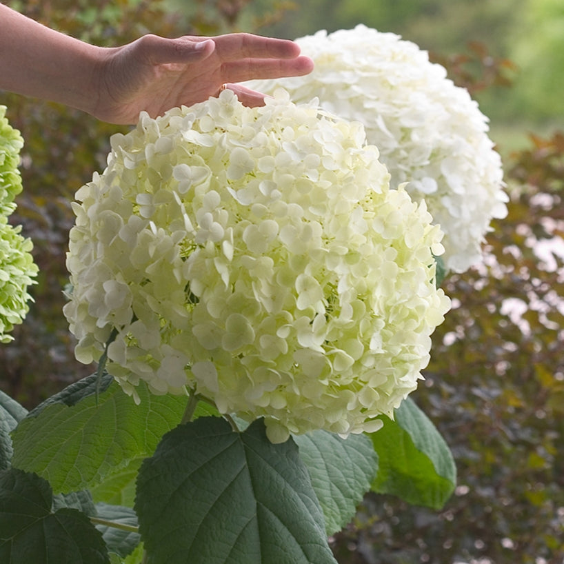 Incrediball® Smooth Hydrangea (Hydrangea arborescens 'Abetwo') - 1 gallon