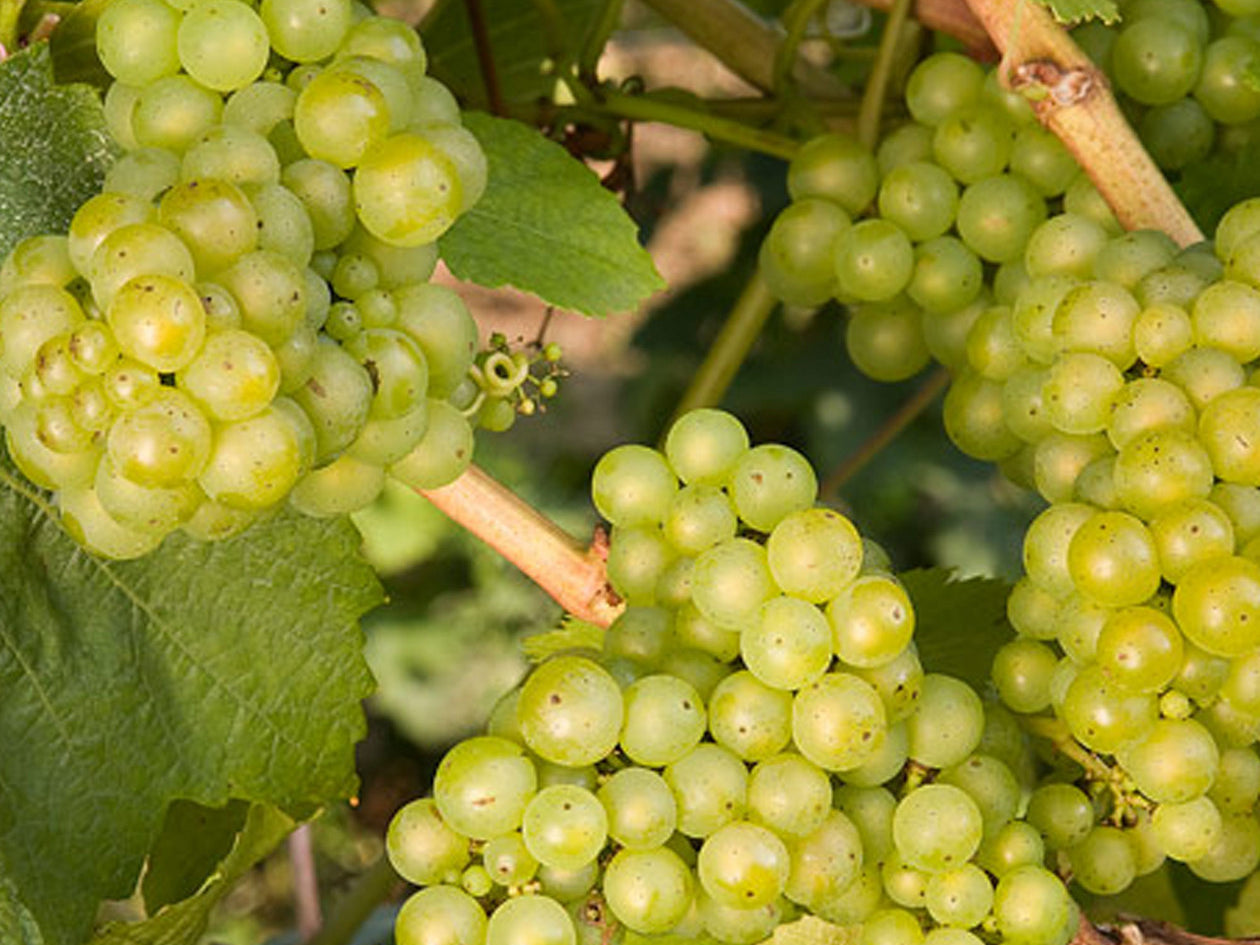 Lakemont Grape (Vitis lakemont 'Lakemont') - 1 gallon