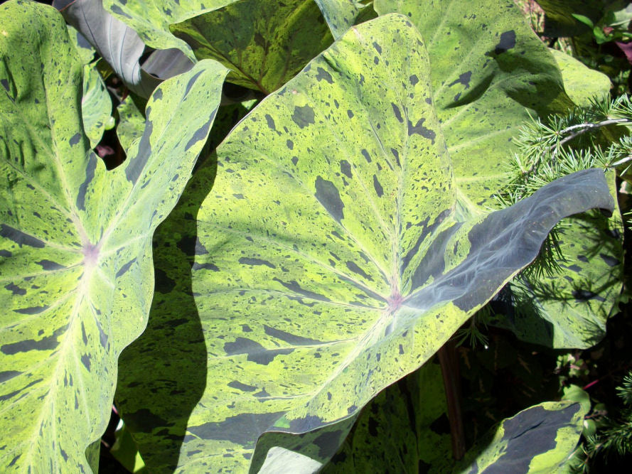 Mojito Colocasia (Colocasia esculenta 'Mojito') - 1 gallon