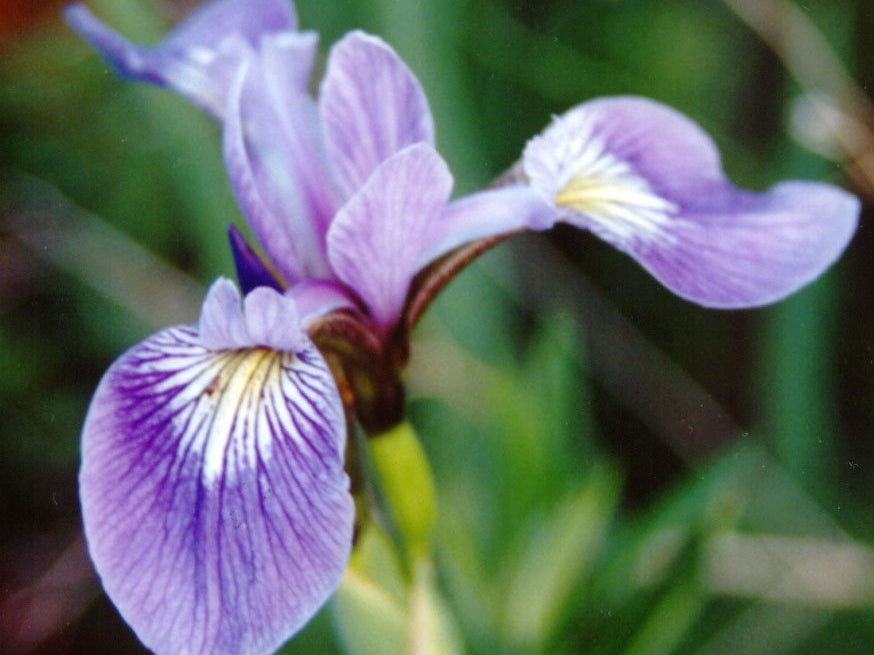 Northern Blue Flag Iris (Iris versicolor) - 1 gallon
