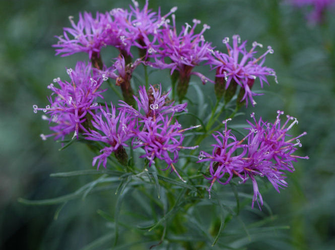 Iron Butterfly Narrow-leaf Ironweed (Vernonia lettermannii 'Iron Butterfly') - 2 gallon