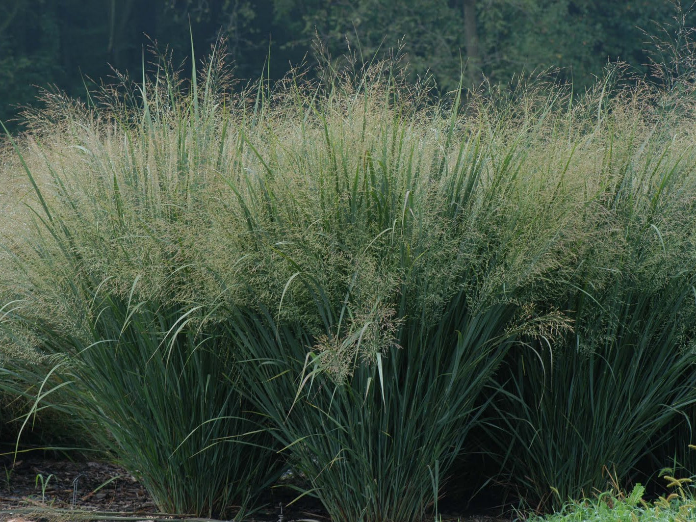 Northwind Switch Grass (Panicum virgatum 'Northwind') - 2 gallon