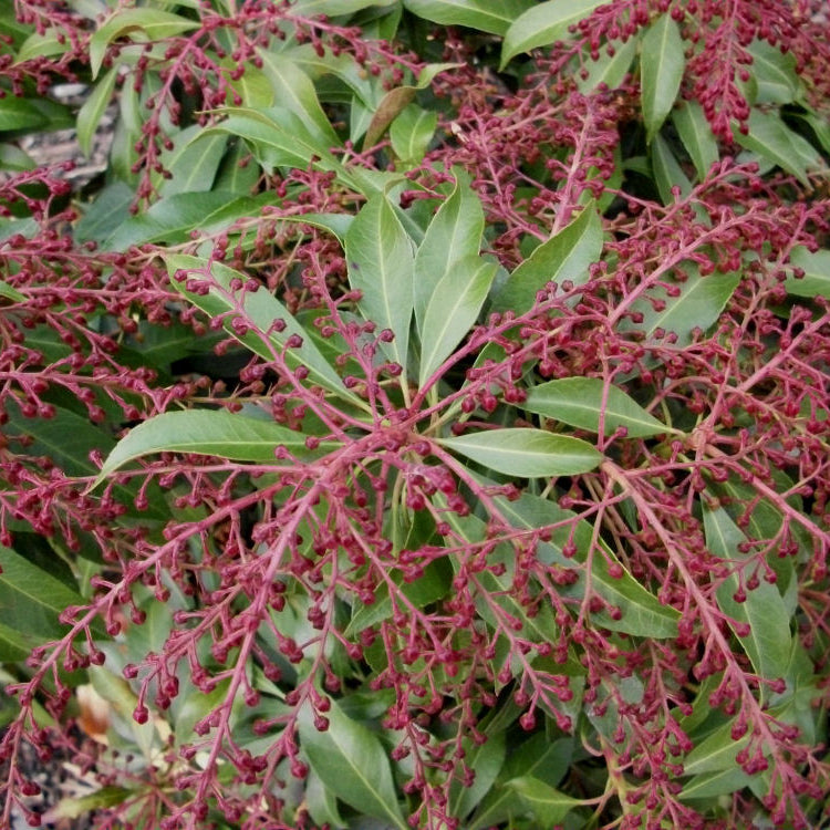 Katsura Japanese Andromeda (Pieris japonica 'Katsura') - 3 gallon 15"