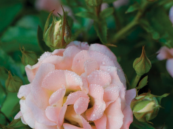 Peach Drift® Rose (Rosa 'Drift Meiggili') - 2 gallon