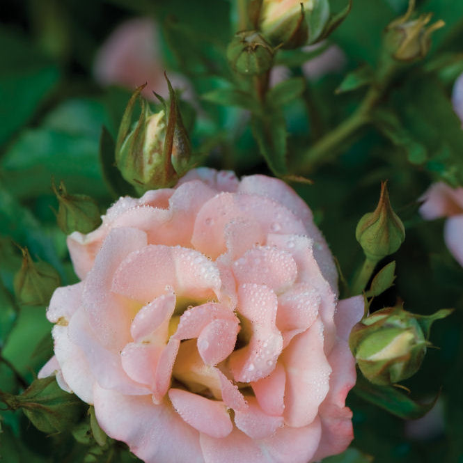 Peach Drift® Rose (Rosa 'Drift Meiggili') - 2 gallon