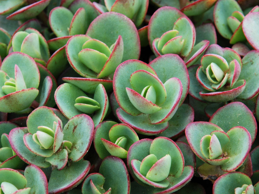 Lime Zinger Stoncrop (Sedum sedum 'Lime Zinger') - 1 gallon