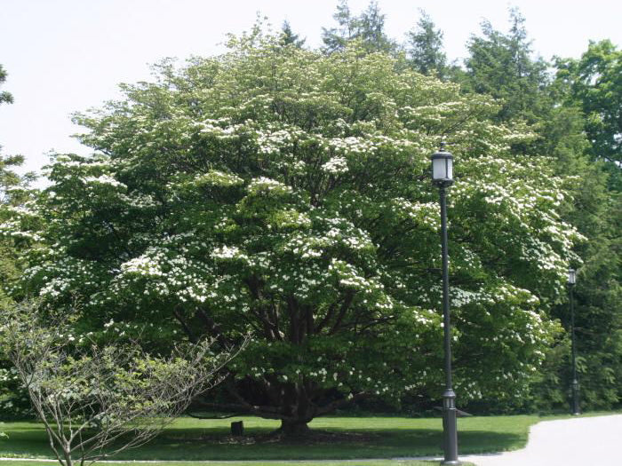 Kousa Dogwood (Cornus kousa) - 3 gallon 48"