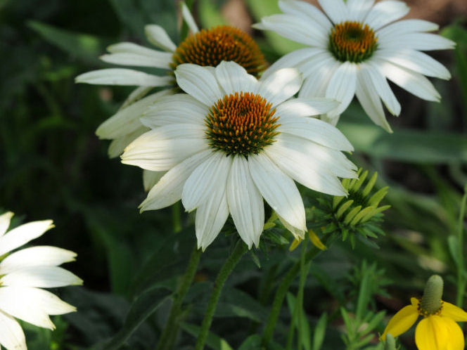PowWow White Coneflower (Echinacea purpurea 'PowWow White') - half gallon