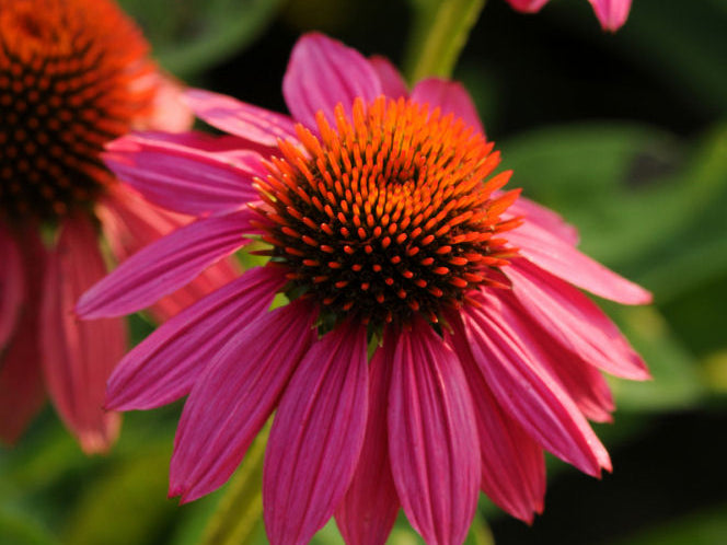 Powwow Wild Berry Coneflower (Echinacea purpurea 'PowWow Wild Berry') - half gallon