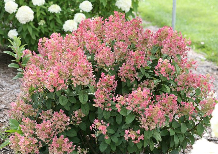 Little Quick Fire® Panicle Hydrangea (Hydrangea pan ‘Little Quick Fire') - 2 gallon