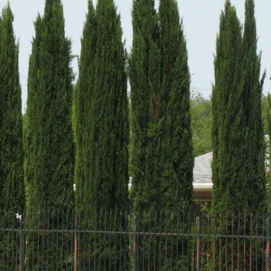 Italian Cypress (Cupressus sempervirens) - 1 gallon