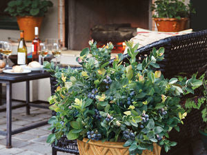 Peach Sorbet® Blueberry (Vaccinium x 'Peach Sorbet') - 1 gallon