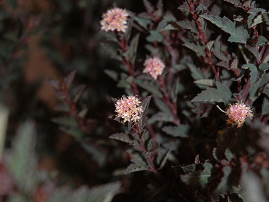 Little Devil™ Ninebark (Physocarpus opulifolius 'Donna May') - 3 gallon 15"