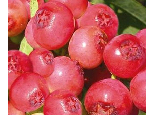Pink Lemonade Blueberry (Vaccinium 'Pink Lemonade') - 1 gallon