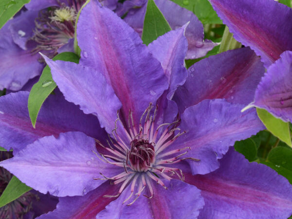 Paulie™ (Clematis paulie) - half gallon