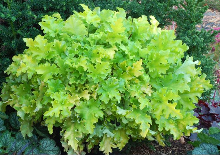 Lime Marmalade Coral Bells (Heuchera lime 'Marmalade') - 1 gallon