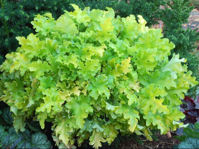 Lime Marmalade Coral Bells (Heuchera lime 'Marmalade') - 1 gallon