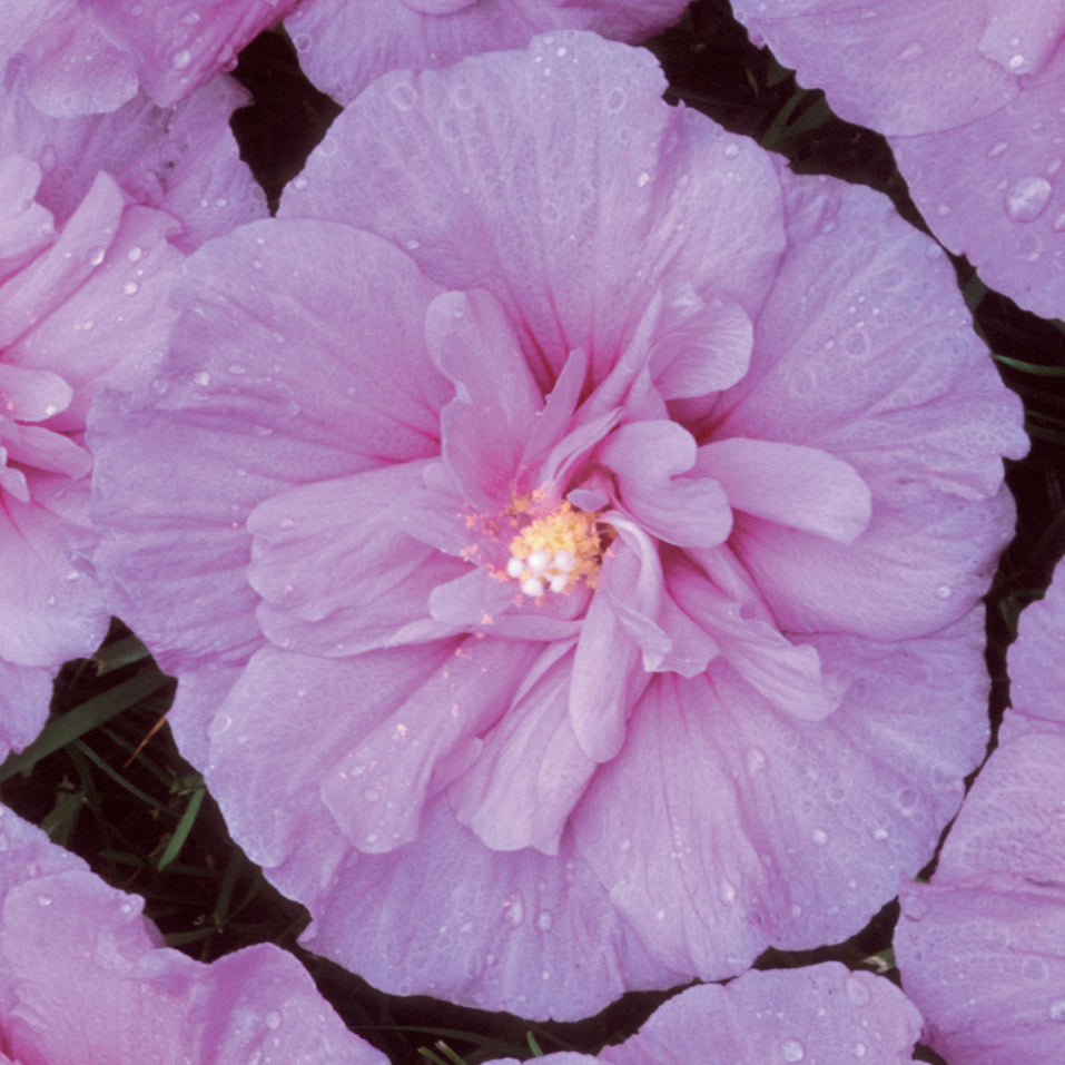 Lavender Chiffon® Rose of Sharon (Hibiscus syriacus 'Notwoodone') - 1 gallon 18"