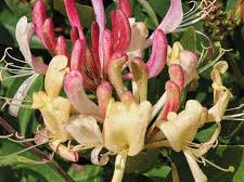 Peaches and Cream Honeysuckle (Lonicera periclymenum 'Inov 86') - 3 gallon