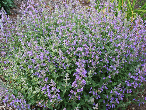 Junior Walker™ Catmint (Nepeta faassenii 'Novanepjun') - 1 gallon