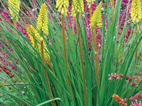 Pineapple Popsicle Dwarf Poker (Kniphofia pineapple 'Pineapple Popsicle') - 1 gallon