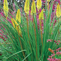 Pineapple Popsicle Dwarf Poker (Kniphofia pineapple 'Pineapple Popsicle') - 1 gallon