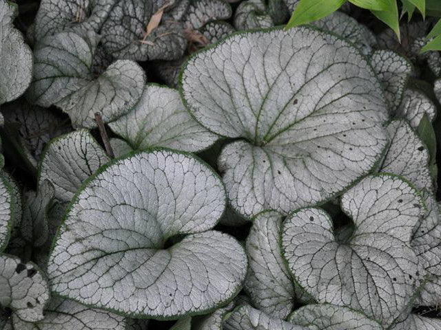 Silver Heart Siberian Bugloss (Brunnera macrophylla 'Silver Heart') - 1 gallon